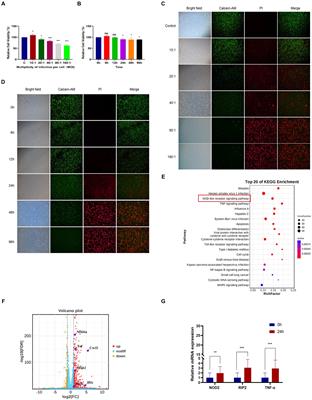 Identification of Mycoplasma pneumoniae proteins interacting with NOD2 and their role in macrophage inflammatory response